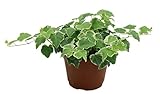 Costa Farms English Ivy Live Indoor Tabletop Plant in 6-Inch Grower Pot