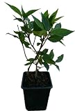 5 x Rispenhortensie Pflanzen SET verschiedene Hortensien Neuheiten