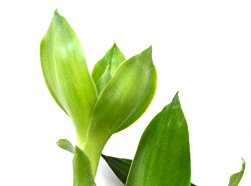 9Greenbox Lucky Bamboo - Spiral Style thumb #4