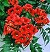Rare Dark Red Hummingbird Trumpet Vine! HARDY! 20 seeds!