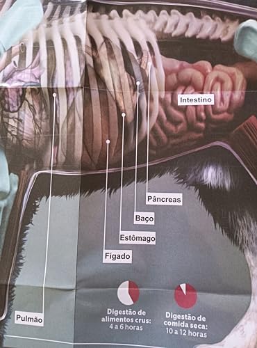 MAPA/POSTER DE ANATOMIA ANIMAL – ANATOMIA DO CACHORRO. DIMENSÕES: LARGURA 117 CM X ALTURA 89 CM.