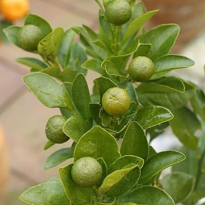 Amazon.co.jp: 四季橘 カラマンシー 2年生15cmポット接木苗 四季柑 Amazon.co.jp: 四季橘 カラマンシー 2年生15cmポット接木苗 四季柑