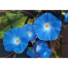 200 Heavenly Blue Morning Glory Flower Tricolor Seeds