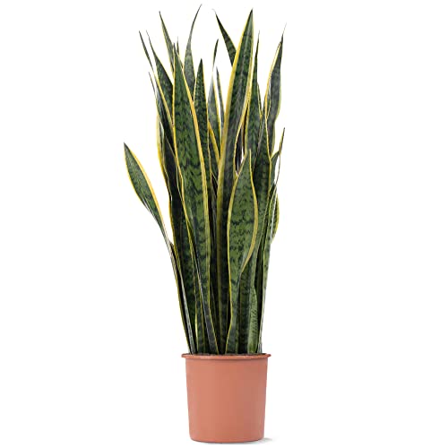 Snake Plant Sansevieria Tall Indoor Plants Exotic Large Trees for Your Home
