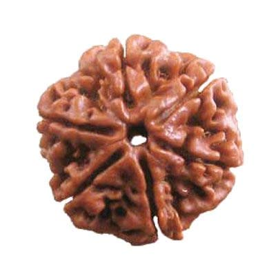 OSRK 6 Mukhi Rudraksh Nepali