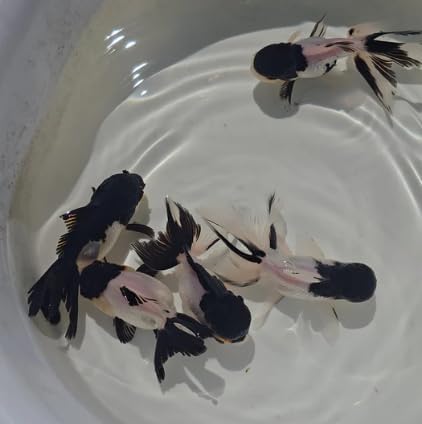 Panda Oranda Goldfish Juvenile, Tri-Colored Live Fish, Round Shape, 1 Count