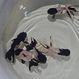 Panda Oranda Goldfish Juvenile, Tri-Colored Live Fish, Round Shape, 1 Count