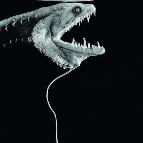 160_MARIANERGRAVEN - HAVETS DJUPASTE GRAV