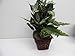 Nearly Natural Mixed Greens Zebra with Wicker Silk Plant, 26 in