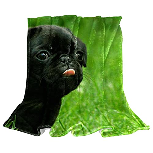 Couverture de sieste en microfibre chien noir pour canapé