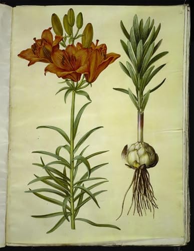 Tableau Lilium Bulbiferum impression d'art Hans Simon Holtzbecker sur toile 60x90cm