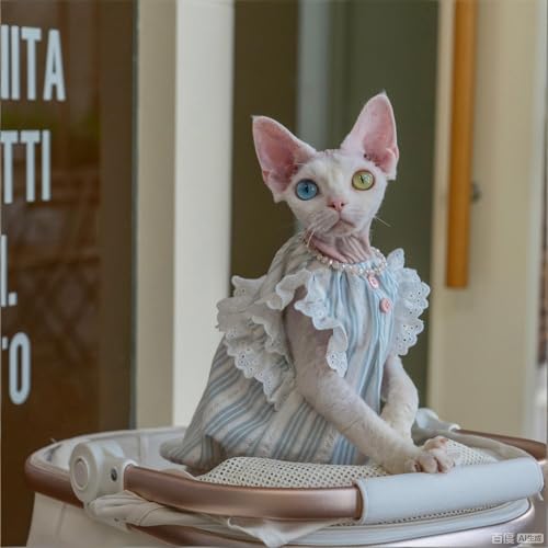 Camisa de gato Sphynx con encaje y algodón premium transpirable 8