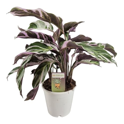 Calathea Fusion White 40-60 cm - Zimmerpflanze, Korbmarante - Pflegeleichte grüne Dekopflanze - Haustierfreundlich, Ideal für Wohnräume und Büros