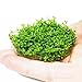 Hemianthus Callitrichoides Dwarf Baby tears Tissue Culture Vitro Cup Freshwater Live Aquarium Plants Decoration BUY2GET1FREE