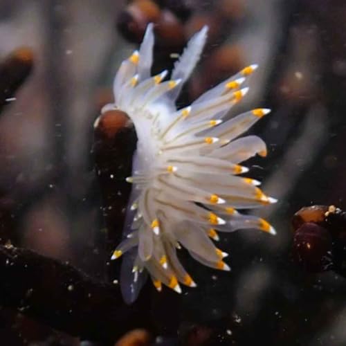 Page de couverture de Facts: The Candy Corn Nudibranch (The White-and-Orange-Tipped Nudibranch)
