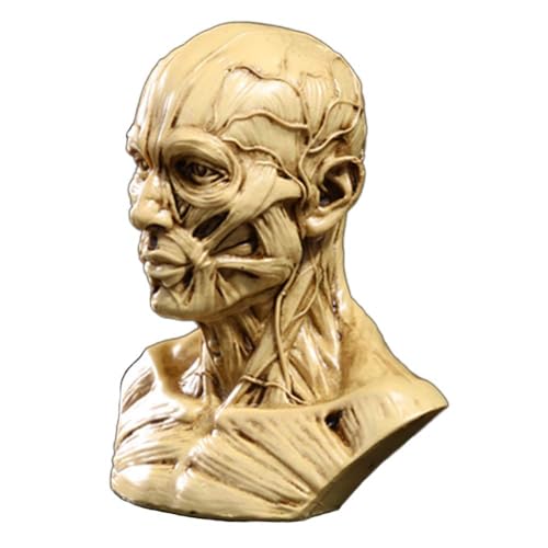 Image of Aendu Portable Human Model Craft Anatomy Skull Head Muscle Bone Medical Artist Drawing Study, As shown in the figure