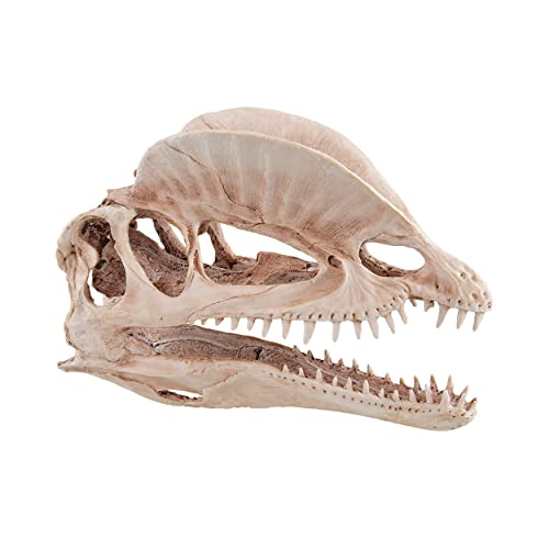 Image of Underwater Treasures Dinosaur Skull