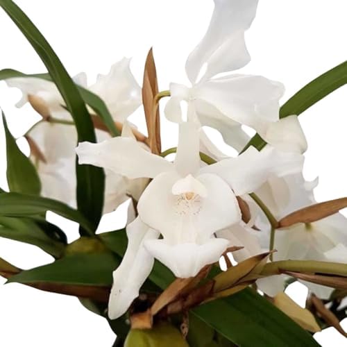 Orquídea Coelogyne Cristata Alba Entouceirada Planta Adulta