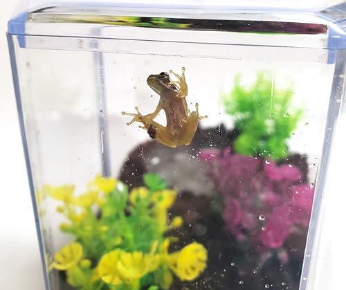 Tadpole to Frog Starter Kit - Includes Certificate for 2 Live Tadpoles - All-in-One Bundle with Habitat, Food, Instructions - Ideal for Education and Home Observation
