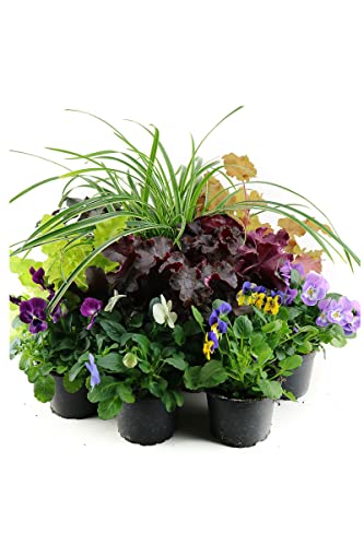 Herbst Blumen Set Nr.18 Carex