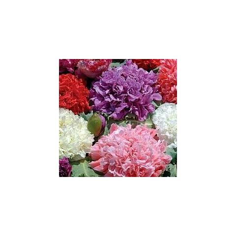 Poppy Ou La La Cover