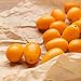 Nagami kumquat - Naranjo enano - Fruta comestible - Maceta cerámica de...