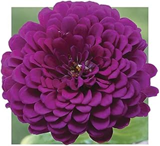 Park Seed Park's Picks Purple Zinnia Seeds, Pack of 50 Seeds