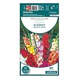 Verdecora Pack 10 Bulbos de Gladiolo de Colores Variados - Flores Vistosas para Jardín y Macetas - Bulbos de primavera
