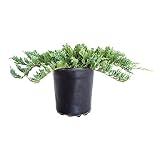 Blue Rug Juniper (2.5 Quart x 6) 6-Pack - Evergreen Ground Cover Plants Live - Dwarf Ornamental Coni