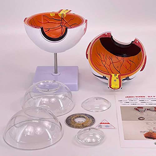 Modèle d'œil 3D pour comprendre la structure de la boule oculaire simplement - 6