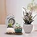 2.95 inch Succulent Pots,Mini Flower Pots with Drinage,Succulent Planters with Hole,Small Planter Pots,Ceramic Pots for Garden,Cactu,Colourful Glaze Base Serial