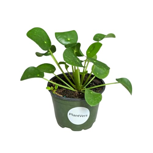 PlantVers Chinese Money Plant Live Indoor Plant in 4” Nursery Pot – Pilea Peperomioides – Easy Care Houseplant – Low Light Desk Plant – Home Office Decor Gift