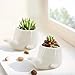GeLive Set of 2 Whale White Ceramic Succulent Planter Air Plant Pot Window Box Decorative Container, 4 Inch, Indoor Outdoor Usage