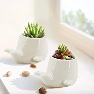 GeLive Set of 2 Whale White Ceramic Succulent Planter Air Plant Pot Window Box Decorative Container 4 Inch Indoor Outdoor Usage