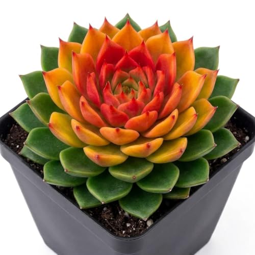 Image of Laxmi Kamal Live Indoor Lucky Plant for Wealth, Prosperity and Positive Energy, Low Maintenance Houseplant for Home and Office Decor PACK OF 1