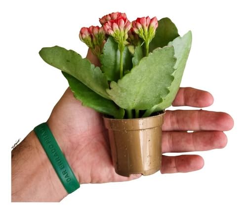 Muda C/15 Kalanchoe Coloridas Suculenta C/vasinho Presente