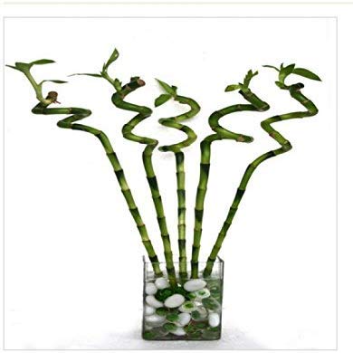 CAPPL 45 cm Live Spiral Sticks Lucky Bamboo (25 Sticks) Indoor Plant Without Glass Container