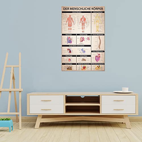 1art1 Der Menschliche Körper Poster Anatomie, Muskeln Knochen Organe Plakat | Bild 91x61 cm