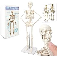 Modelo de esqueleto humano mini para anatomía, 45 cm de cuerpo
