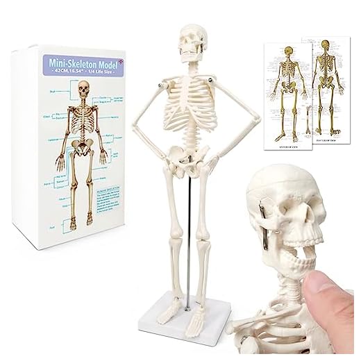 Modelo de esqueleto humano mini para anatomía, 45 cm de cuerpo entero, modelo de esqueleto humano y brazos y piernas móviles a base de plástico para enseñanza médica, aprendizaje, educación,