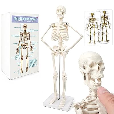 Modelo de esqueleto humano mini para anatomía, 45 cm de cuerpo entero, modelo de esqueleto humano y brazos y piernas móviles a base de plástico para enseñanza médica, aprendizaje, educación, | Ya disponible en tu tienda friki favorita! En mundofriki.es! Modelo de esqueleto humano mini para anatomía, 45 cm de cuerpo entero, modelo de esqueleto humano y brazos y piernas móviles a base de plástico para enseñanza médica, aprendizaje, educación, | Ya disponible en tu tienda friki favorita! En mundofriki.es!