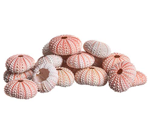 Nautical Crush Trading Sea Urchins Shells for Air Plants - 25 Pink (1-2') Sea Urchin Shells - Hanging Air Plant Holder - Air Plants Live Holders - No Plants Included