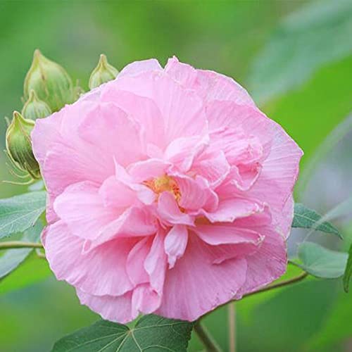 Qauzuy Garden 10 Confederate Rose Seeds Hibiscus Mutabilis Dixie Rosemallow Cotton Rose Rosemallow Seeds Striking Landscape Shrub Plant For Garden Home Decoration #TOP1