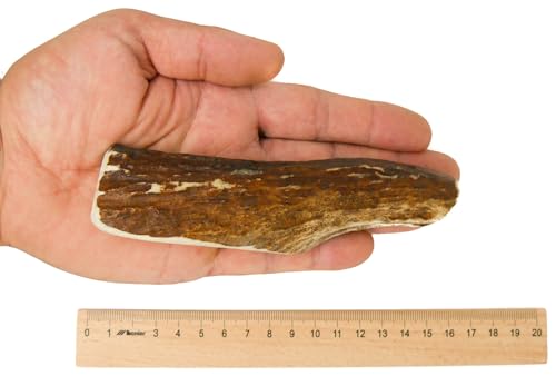 RF - Deer Dog Antler Chew Treat, HARD Version, Size L, 12-13 cm, 0.12 kg, antlers, 120 g (Pack of 1) - Image 2