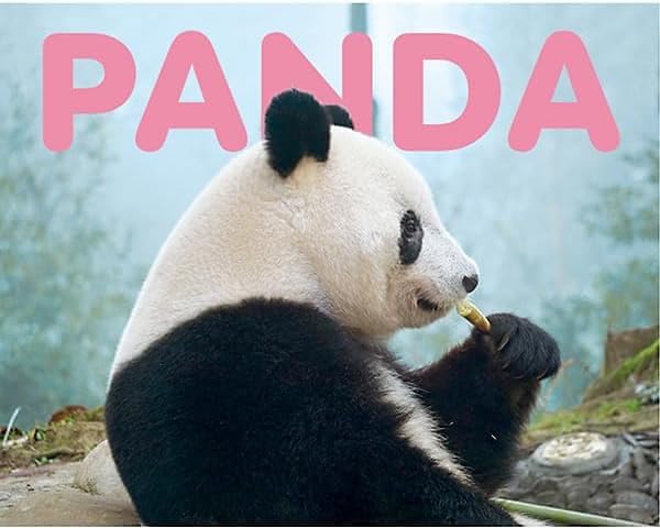 Amazon.co.jp: グリーティングライフ 2025年 カレンダー パンダ