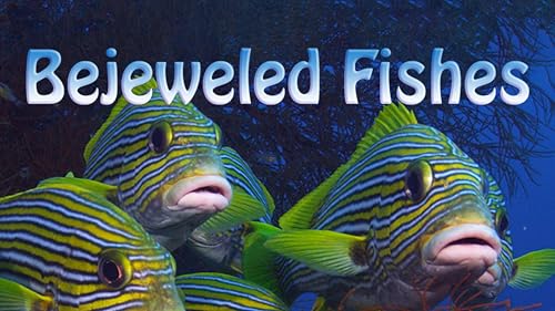 Bejeweled Fishes – vue 2