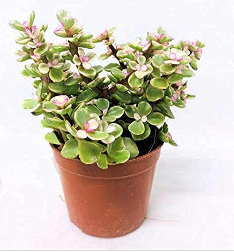 See full amazon price history chart for Delorea Decorative Air Purifying Jade Green Plant Delorea Decorative Air Purifying Jade Green Plant (B0972NZV4S) Amazon Price History, Amazon Price Tracker