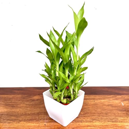 Image of Two layer lucky bamboo | For Living Room or Office table | indoor plants for good luck and air purification (Bamboo Plastic White Pot)