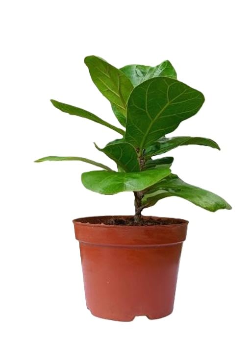 Fiddle Leaf Fig Plant Ficus Lyrata Live Indoor Outdoor Plant With Plastic Pot For Home Decor Office Garden Gift Green Free Size-image-5