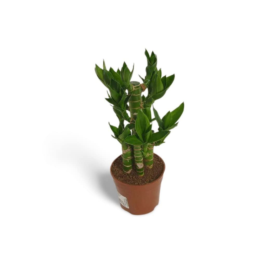 OhhSome Air Purifier Plant Lotus Bamboo, 5.5 Cm Potindoor (Balcony Healthy Live Plant) (B09WRR75CV) Amazon Price History, Amazon Price Tracker